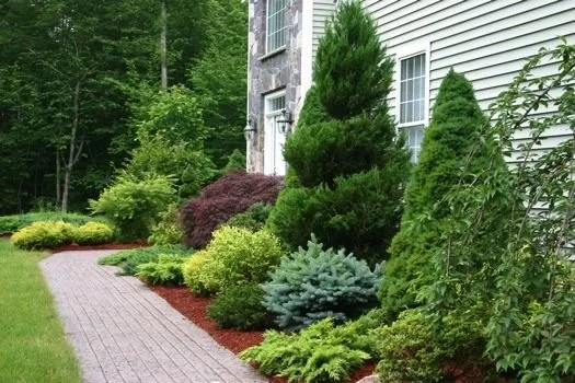 Tree & Shrub Planting in Miami project 9
